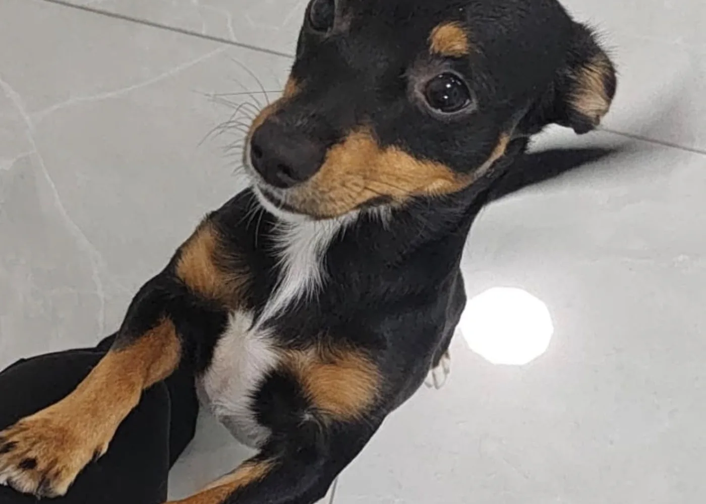 CHICCO