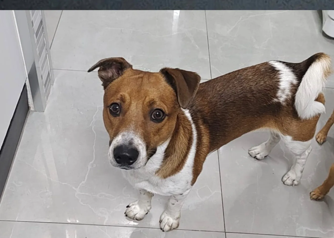 MILO
