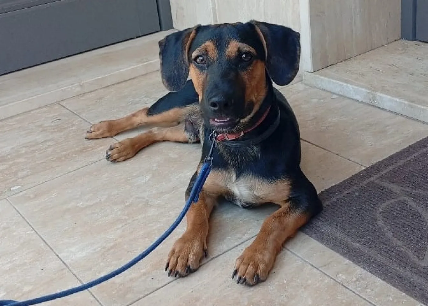REXY