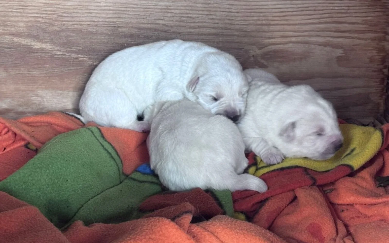 Abbandonati tre cuccioli a Alcamo: Denuncia e indagini in corso (VIDEO)