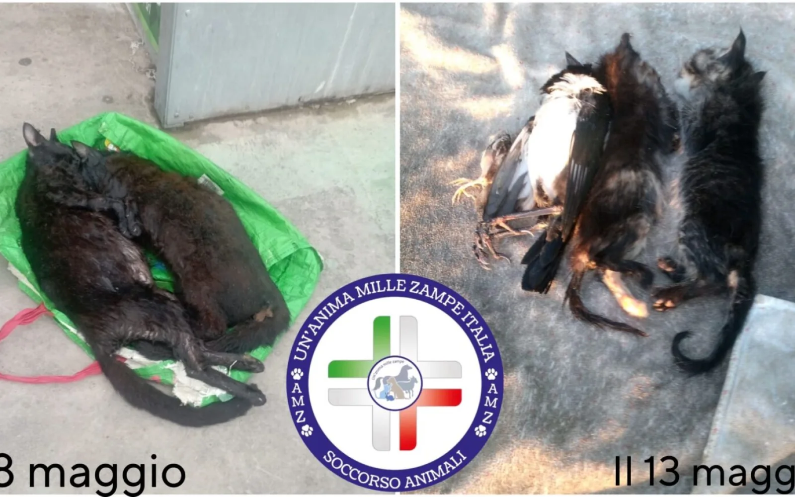 Due ritrovamenti identici in cinque giorni Alcamo sotto choc per gli animali uccisi e allestiti