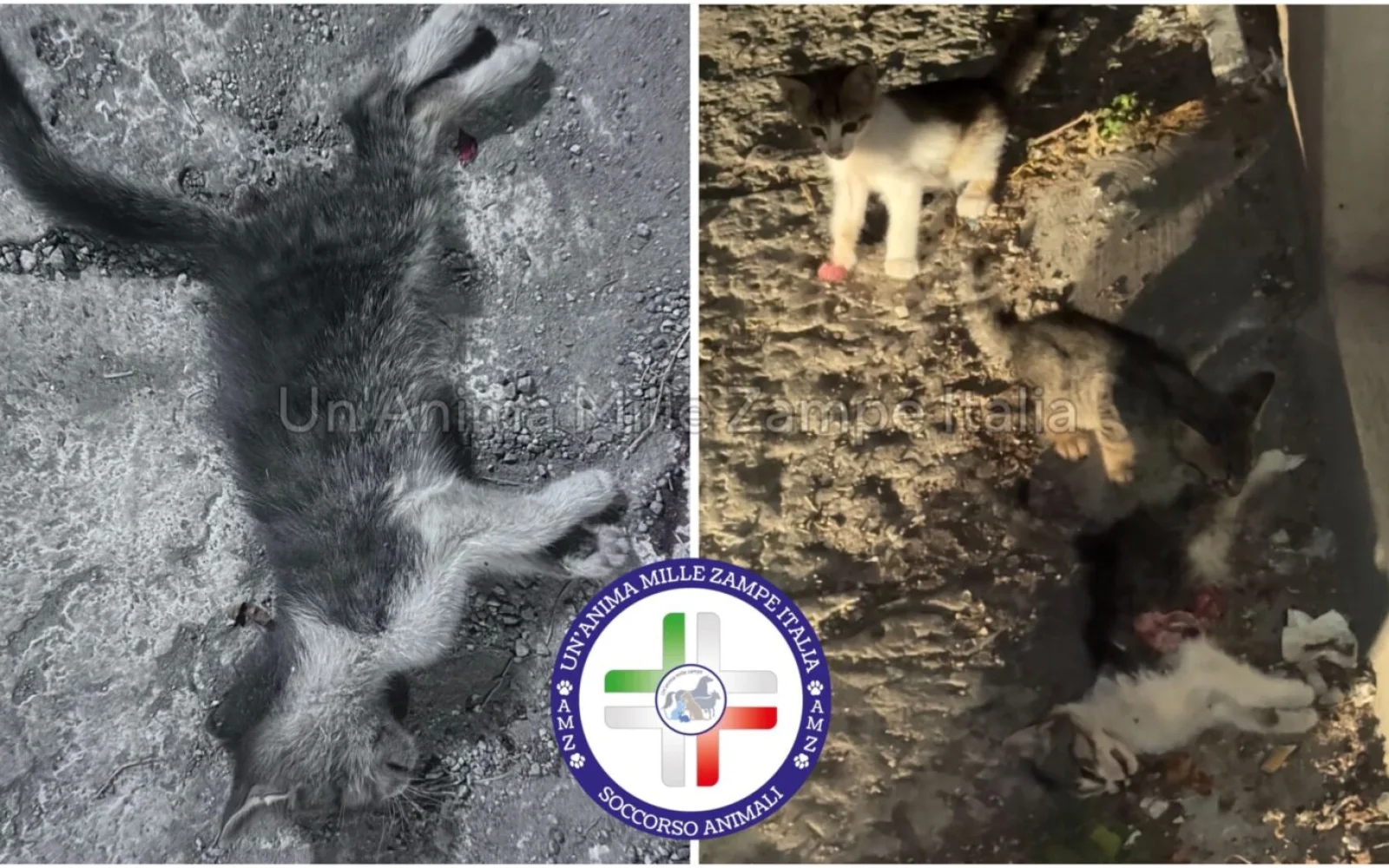 Dignità per chi non ha voce: la battaglia per salvare gatti. Alcamo, emergenza silenziosa (VIDEO)