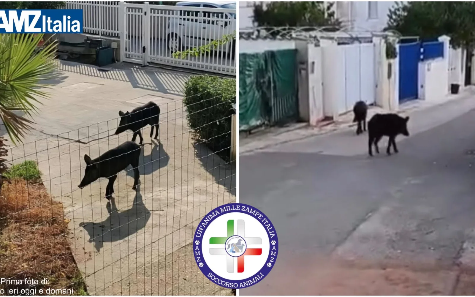 Alcamo Marina, piccoli cinghiali in libertà tra case e strade (VIDEO)