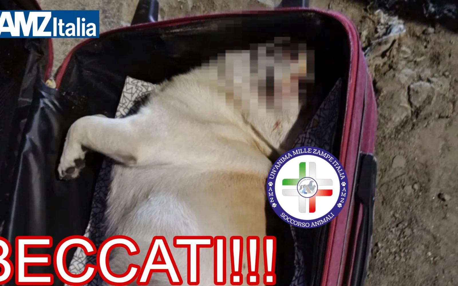 Messina: identificati e denunciati i responsabili del cane ritrovato nella valigia rossa