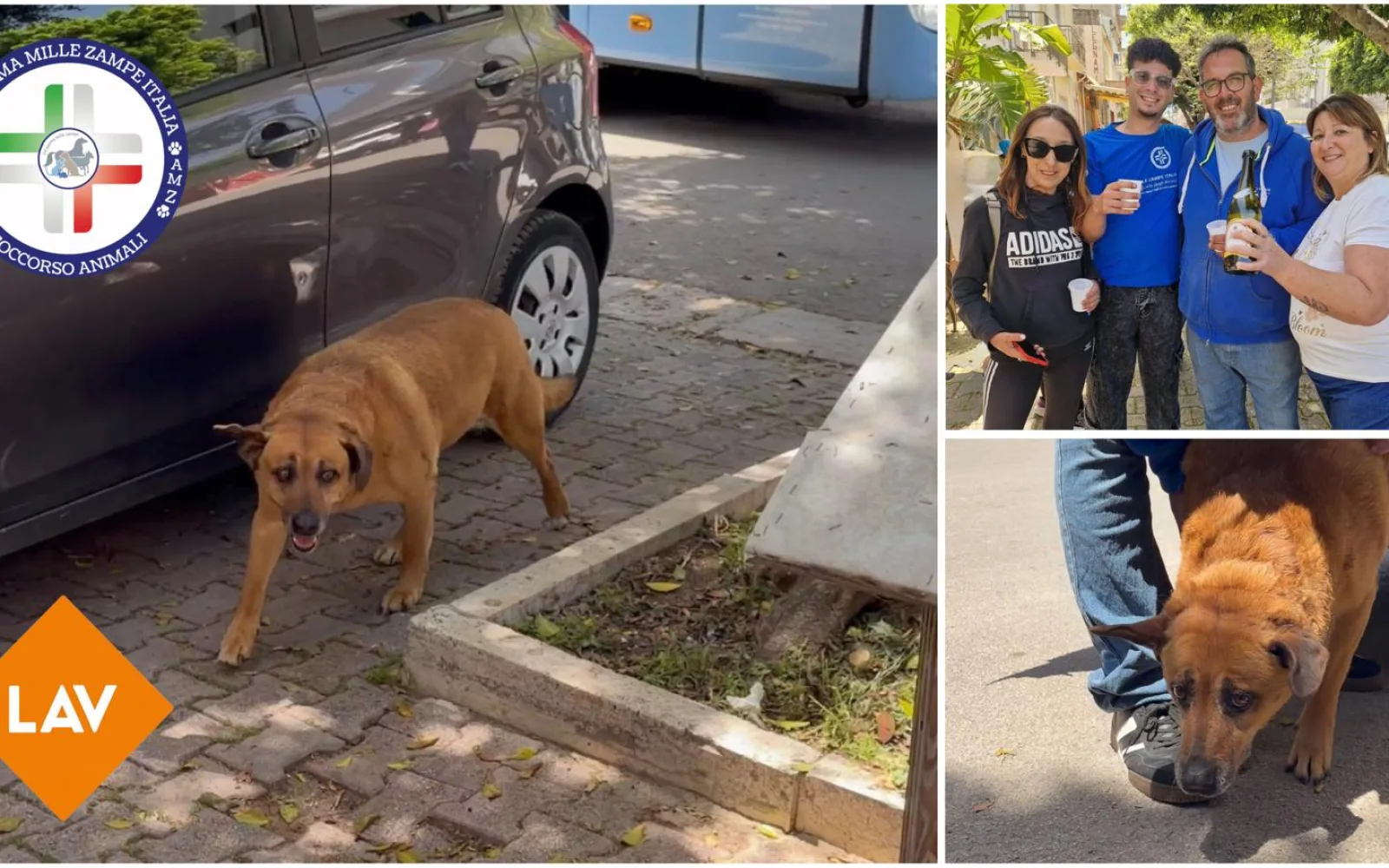Nocciolina torna a casa: firmata l’ordinanza del Sindaco, al via il percorso come cane di quartiere