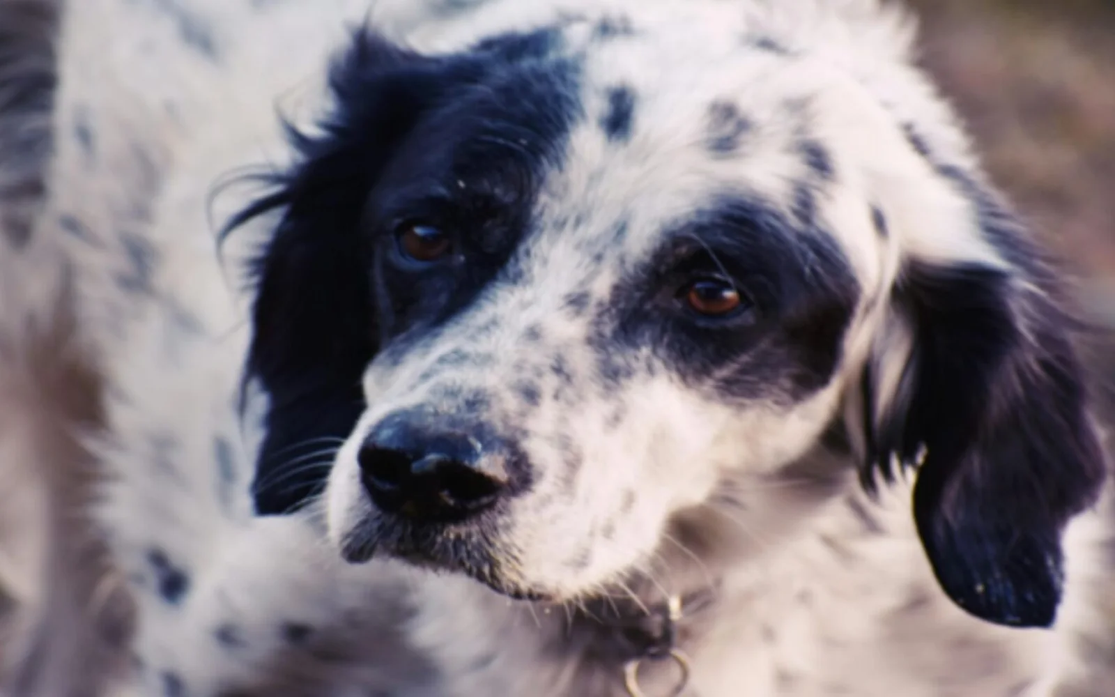 Condannato a 2 anni e 4 mesi per aver ucciso e impiccato il cane del fratello