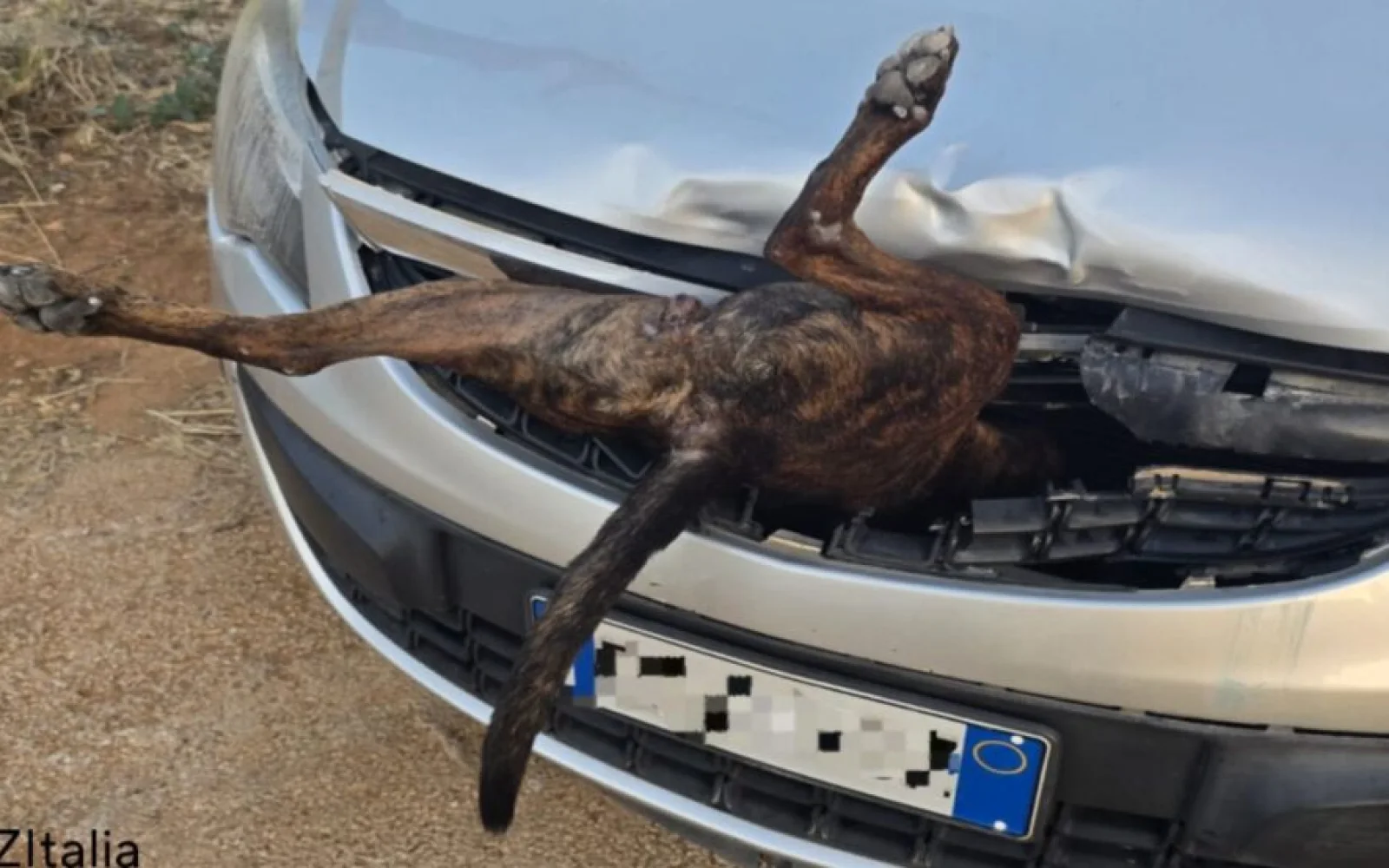 Castelvetrano, incredibile incidente, cane precipita da un furgone e sfonda l’auto di una donna