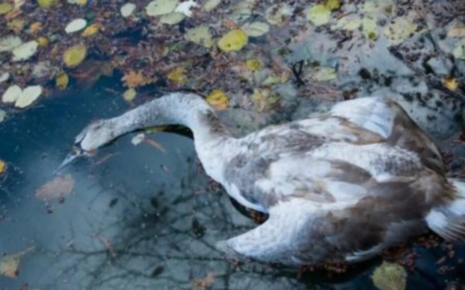 Mamma Cigno uccisa a sassate mentre covava, orrore tra Vello e Toline