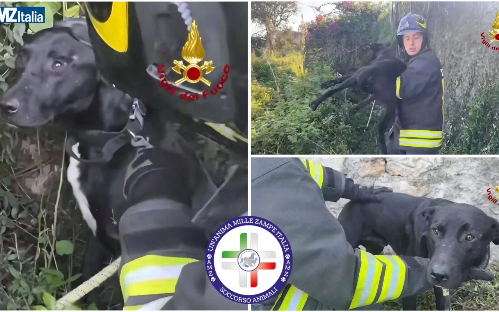 Palermo, cane trovato in un fossato: intervento dei Vigili del Fuoco (VIDEO)
