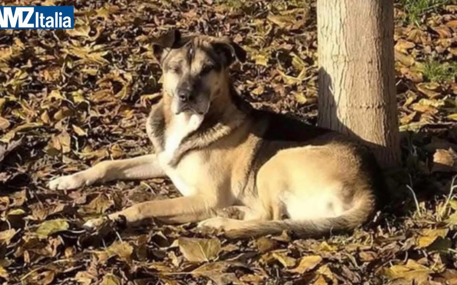 Firenze, muore in canile dopo i botti: addio a Nero