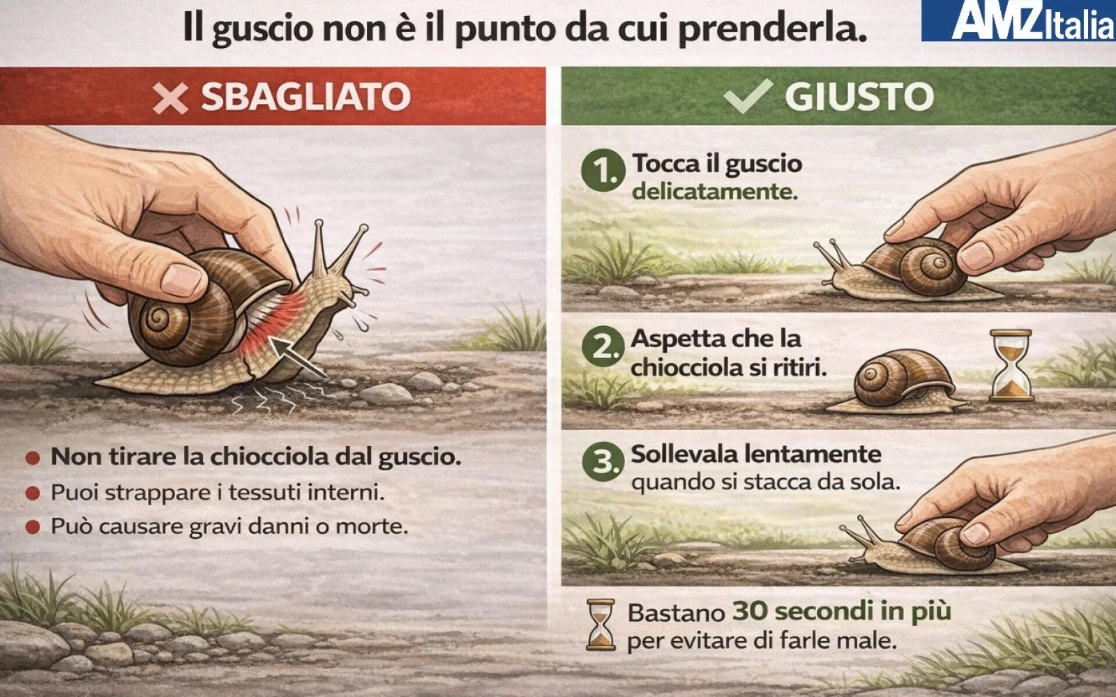 Anche una chiocciola merita delicatezza, non prenderla dal guscio