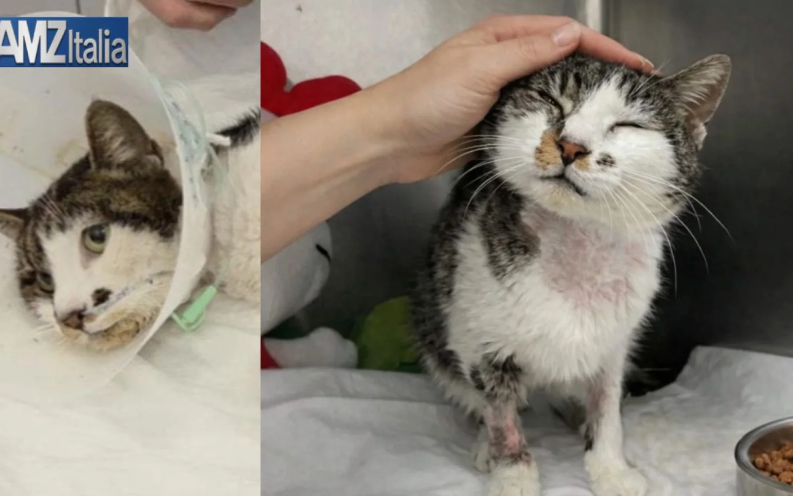 La gattina Rosi «è fuori pericolo». Dopo la violenza a Roma, la speranza. I veterinari «Fino a 4 giorni fa ci aspettavamo di perderla»