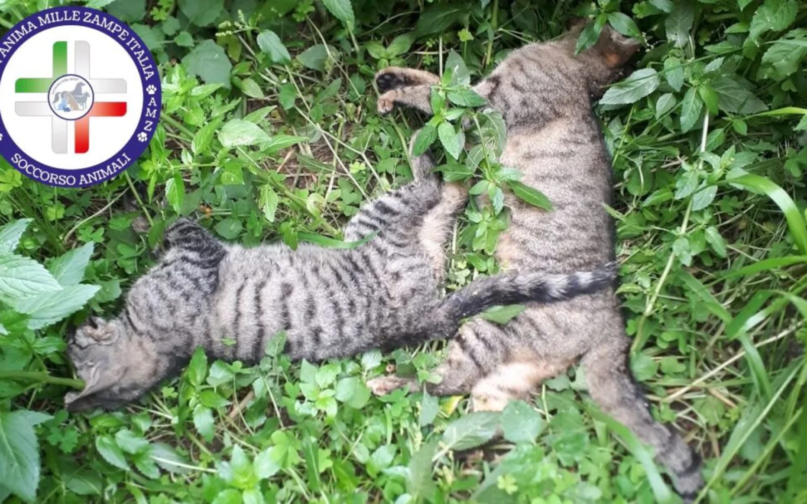 Motta Sant’Anastasia (CT): denuncia per avvelenamenti e uccisioni di gatti (VIDEO)