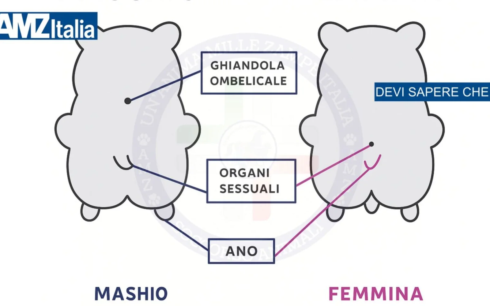 Come riconoscere il sesso dei criceti: maschio o femmina?