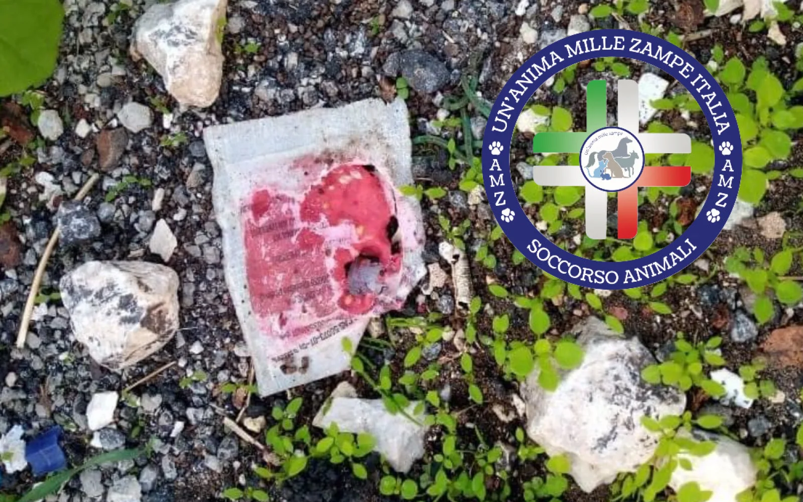 Bustine di ‘Topicida’ nella zona del Santuario di Alcamo