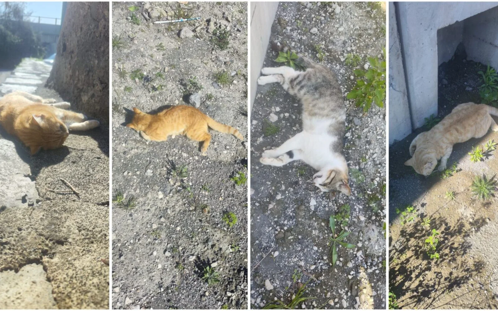 Tragedia a Torre del Greco, 7 gatti avvelenati nella colonia felina di Via Lamaria (VIDEO)