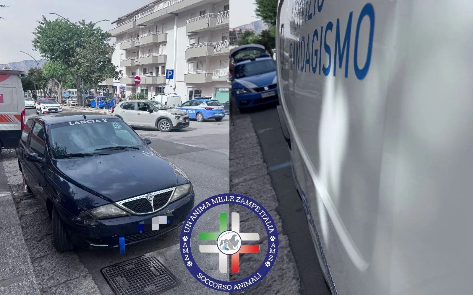 Aggressione ad Alcamo: Vicepresidente dell’Associazione Animalista