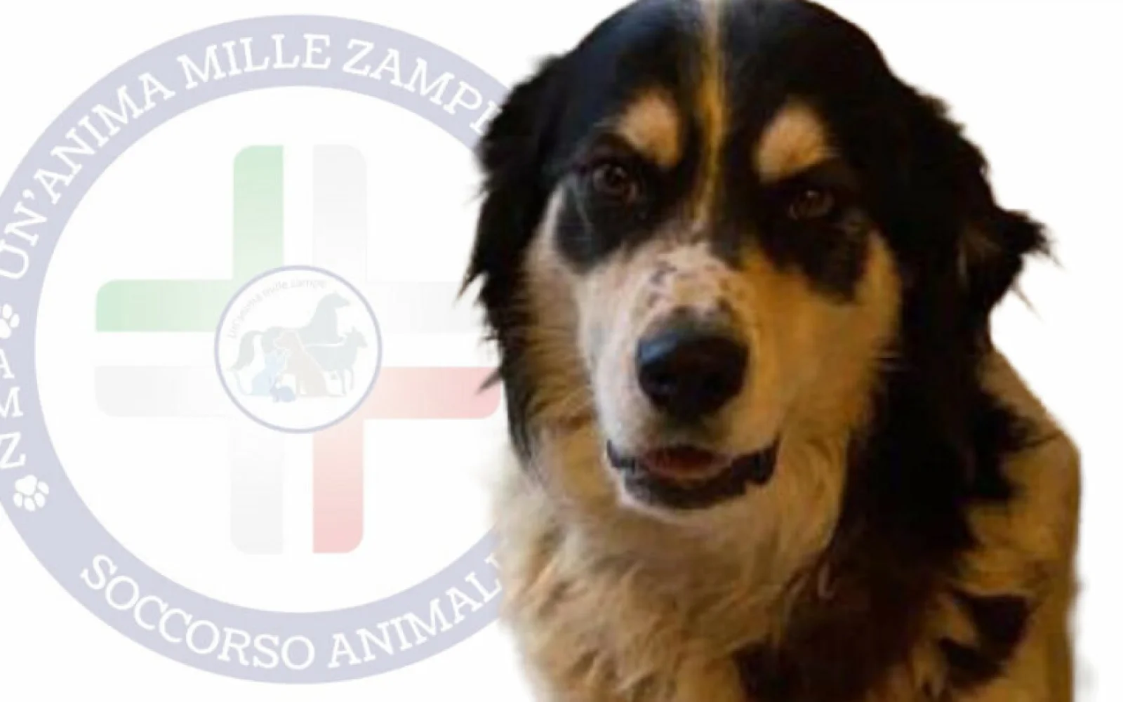 Ettore, il cane del quartiere, investito a Uggiano Montefusco: autista denunciato (VIDEO)