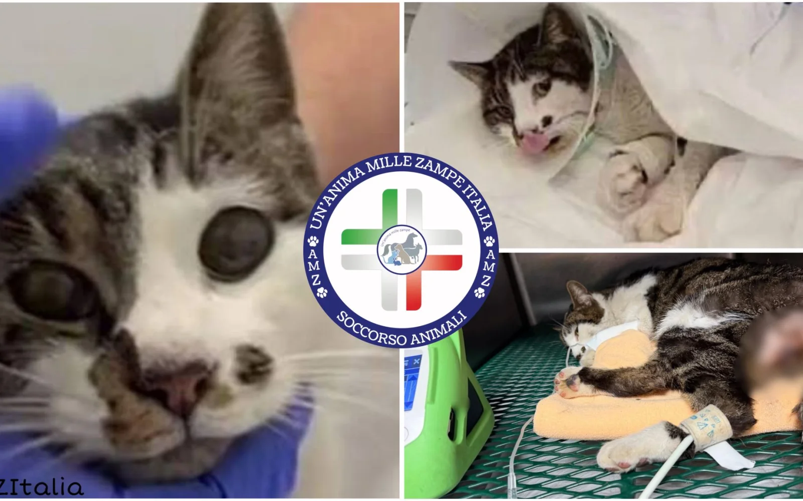 Roma, orrore su una gattina a Tor Tre Teste: AMZItalia annuncia denuncia, “Violenza inaudita, va trovato il responsabile”