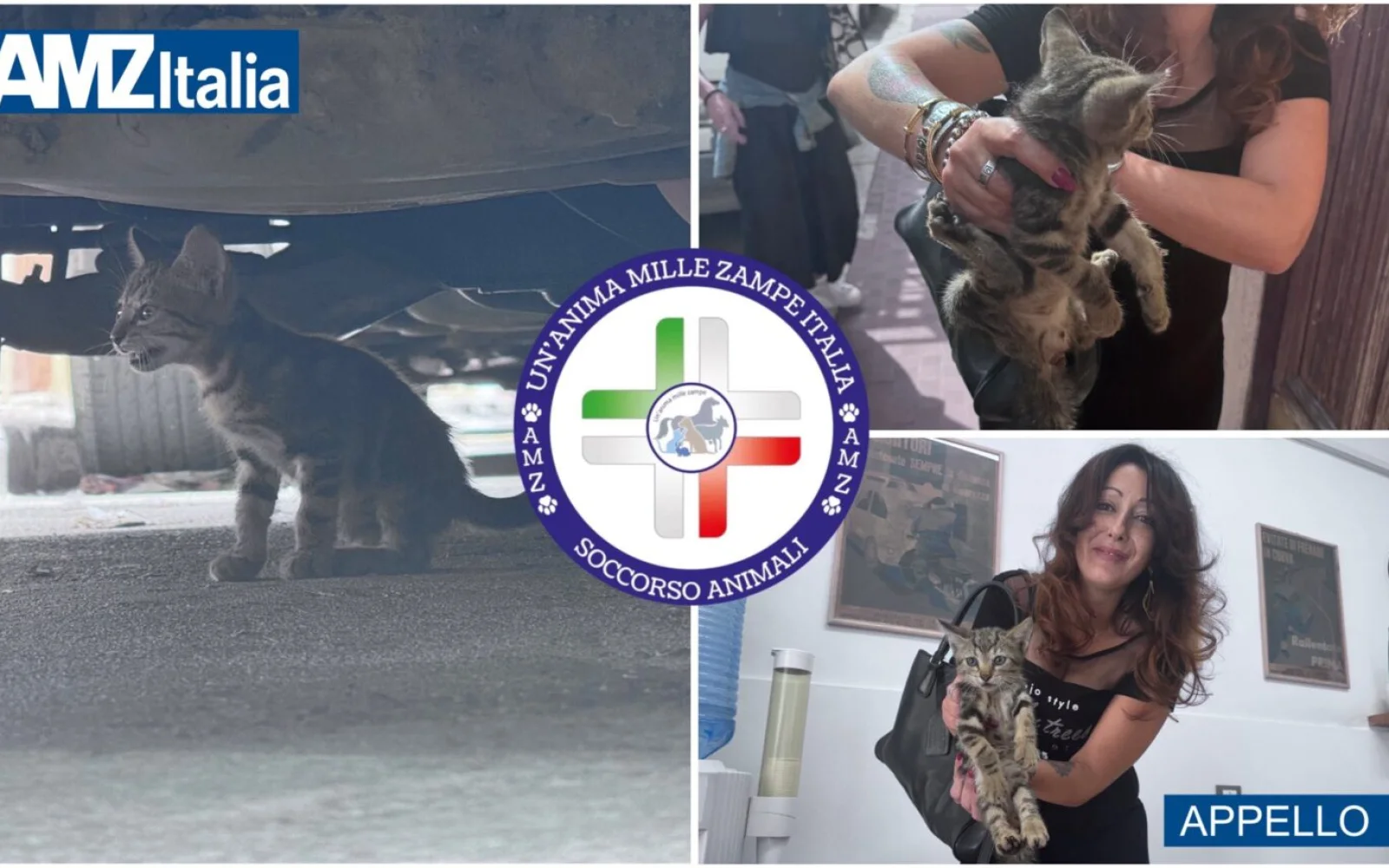 Alcamo, cucciolo di gatto finisce nel motore: salvato da cittadino e associazione