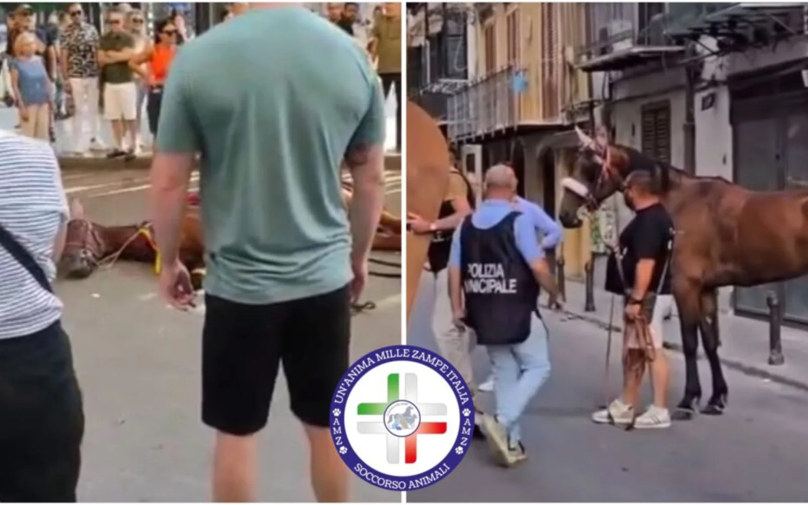 Palermo, cavallo crolla in piazza Verdi, la carrozza prosegue col carico di turisti. Fioccano le sanzioni (VIDEO)