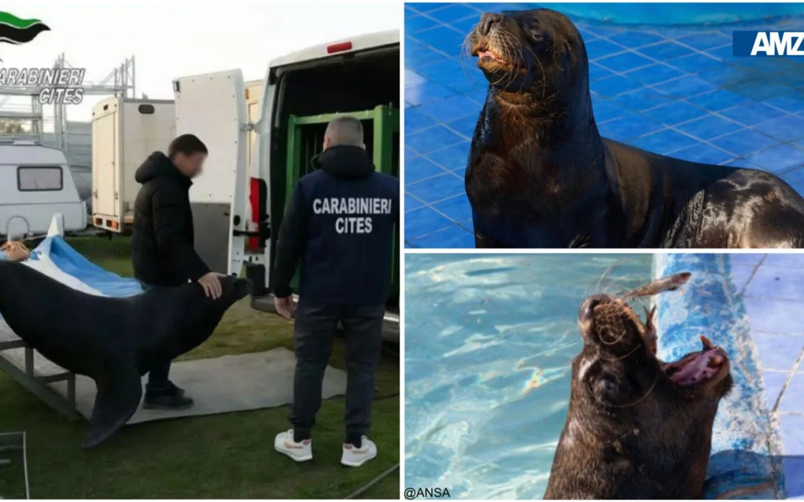 Leone marino liberato da un circo: sopravviveva in un container con pochi centimetri di acqua sporca (VIDEO)