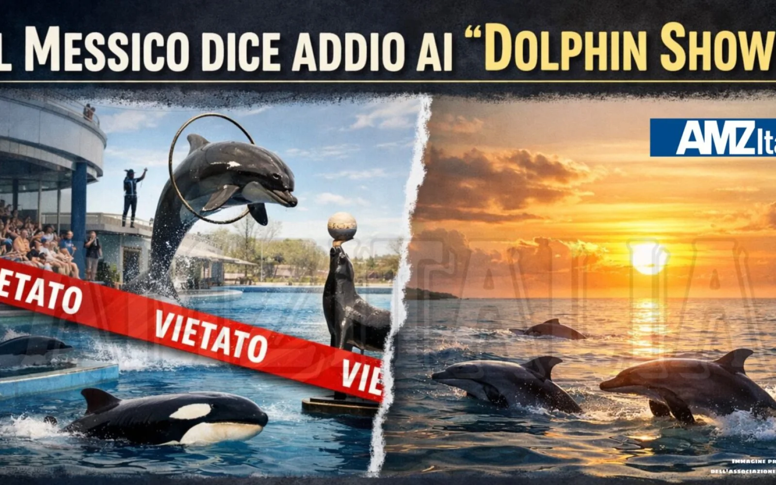 Il Messico dice addio ai “dolphin show”: stop agli spettacoli con mammiferi marini