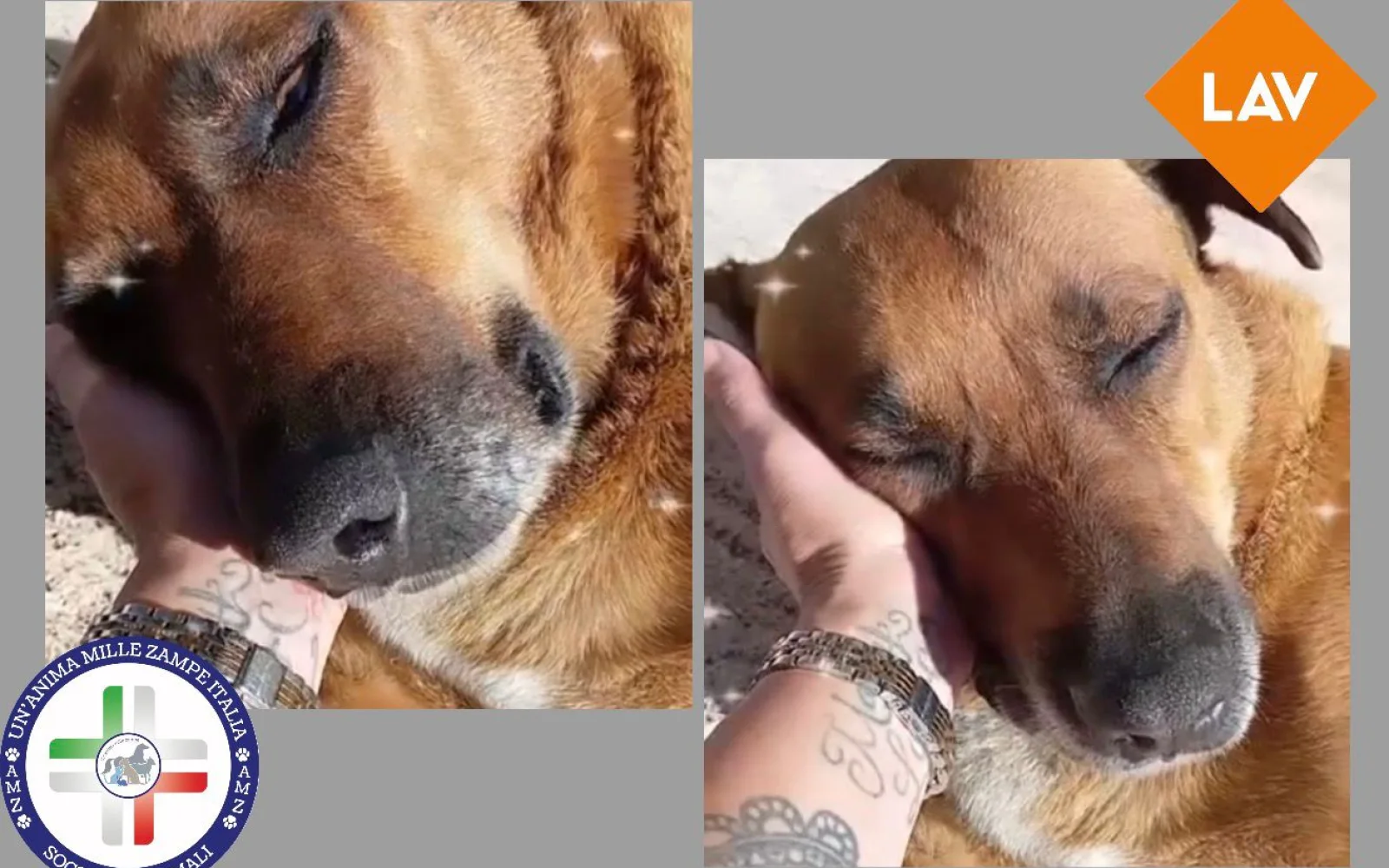 Nocciolina, la cagnolina anziana di Alcamo prigioniera in canile: AMZItalia e LAV chiedono il rilascio immediato (VIDEO)