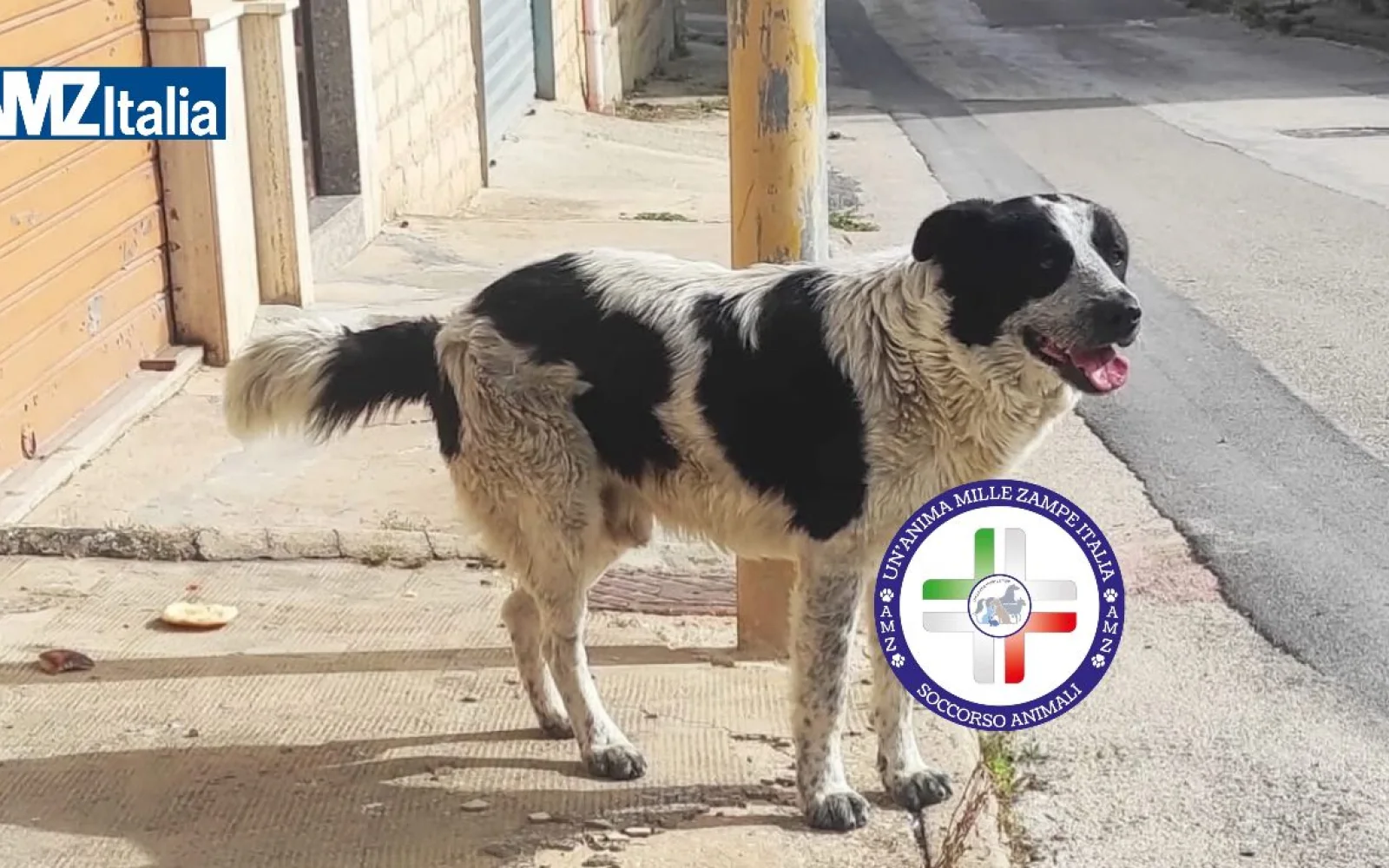 Merlino, il cane amato da Naro, ucciso: fermato un uomo di origini straniere