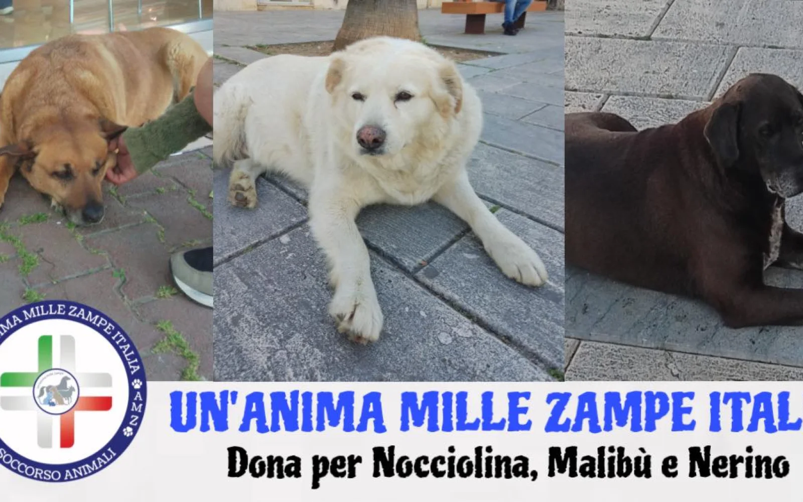 Sostieni Nocciolina, Malibù e Nerino
