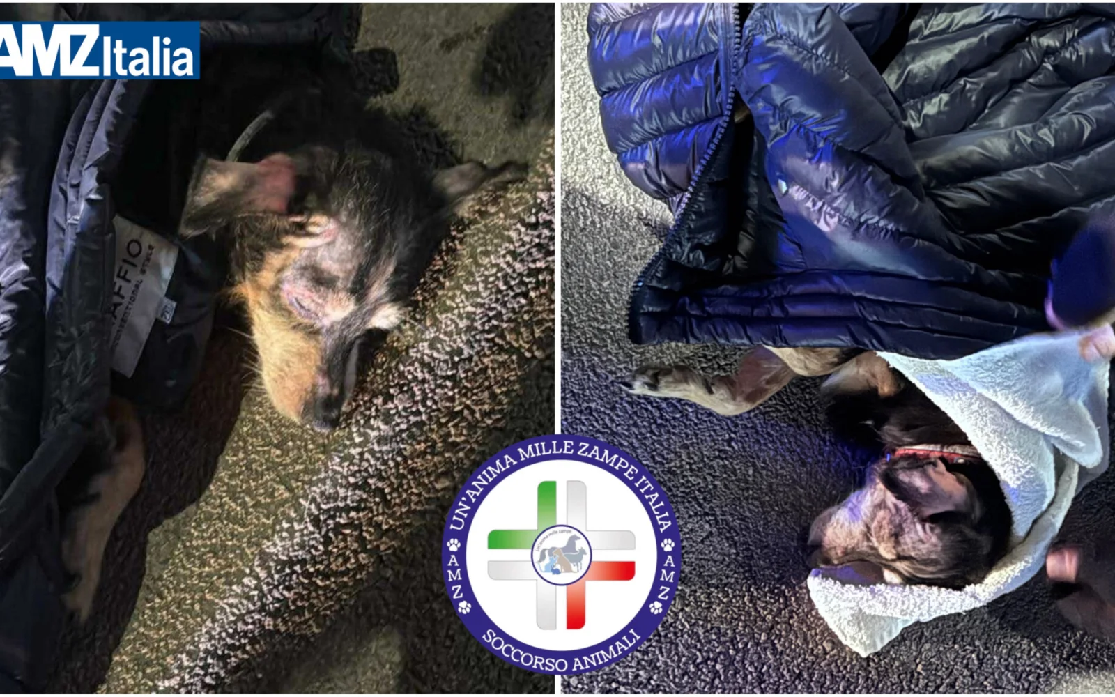 Incidente su pista ciclabile in Viale Europa ad Alcamo: cane investito, intervengono associazioni e autorità locali