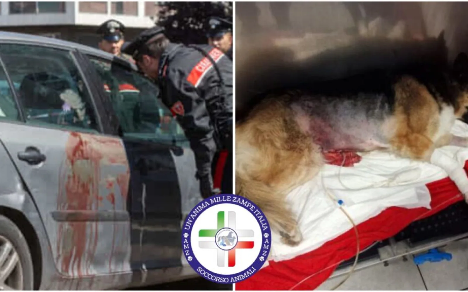 Milano, 13enne e il cane accoltellati in strada, l’animale è morto in clinica