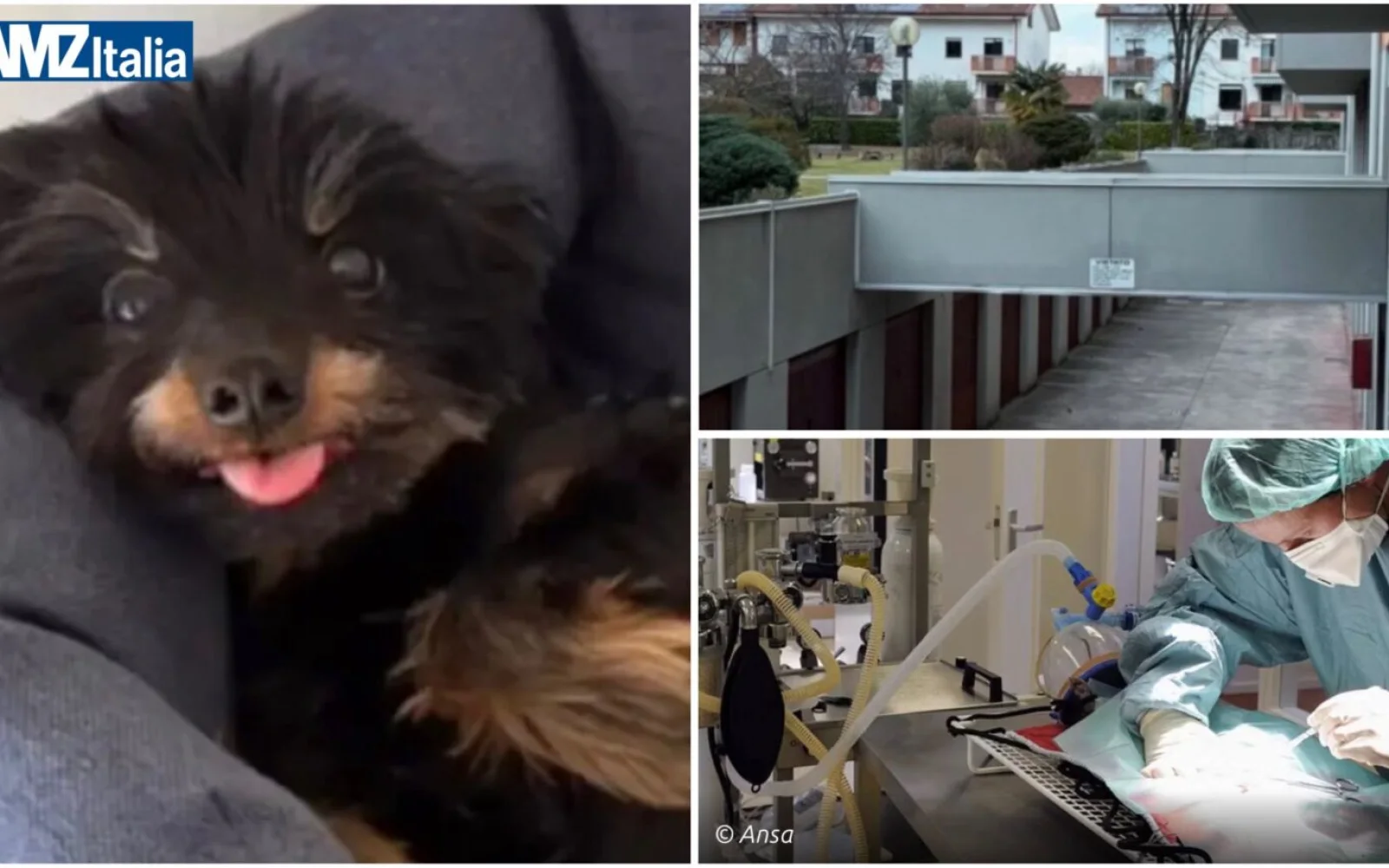 Udine, cane anziano muore dopo essere stato lanciato oltre una staccionata: presentata denuncia