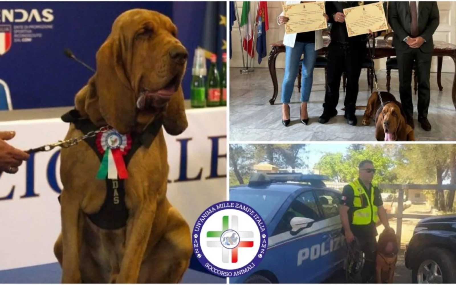 Addio a Bruno, il cane eroe simbolo di coraggio ucciso con wurstel pieni di chiodi. Aveva salvato 9 persone