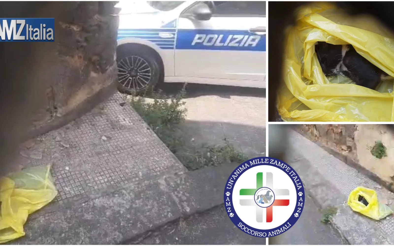 Nuovi casi di avvelenamento a Motta Sant’Anastasia: l’allarme per i gatti non si ferma