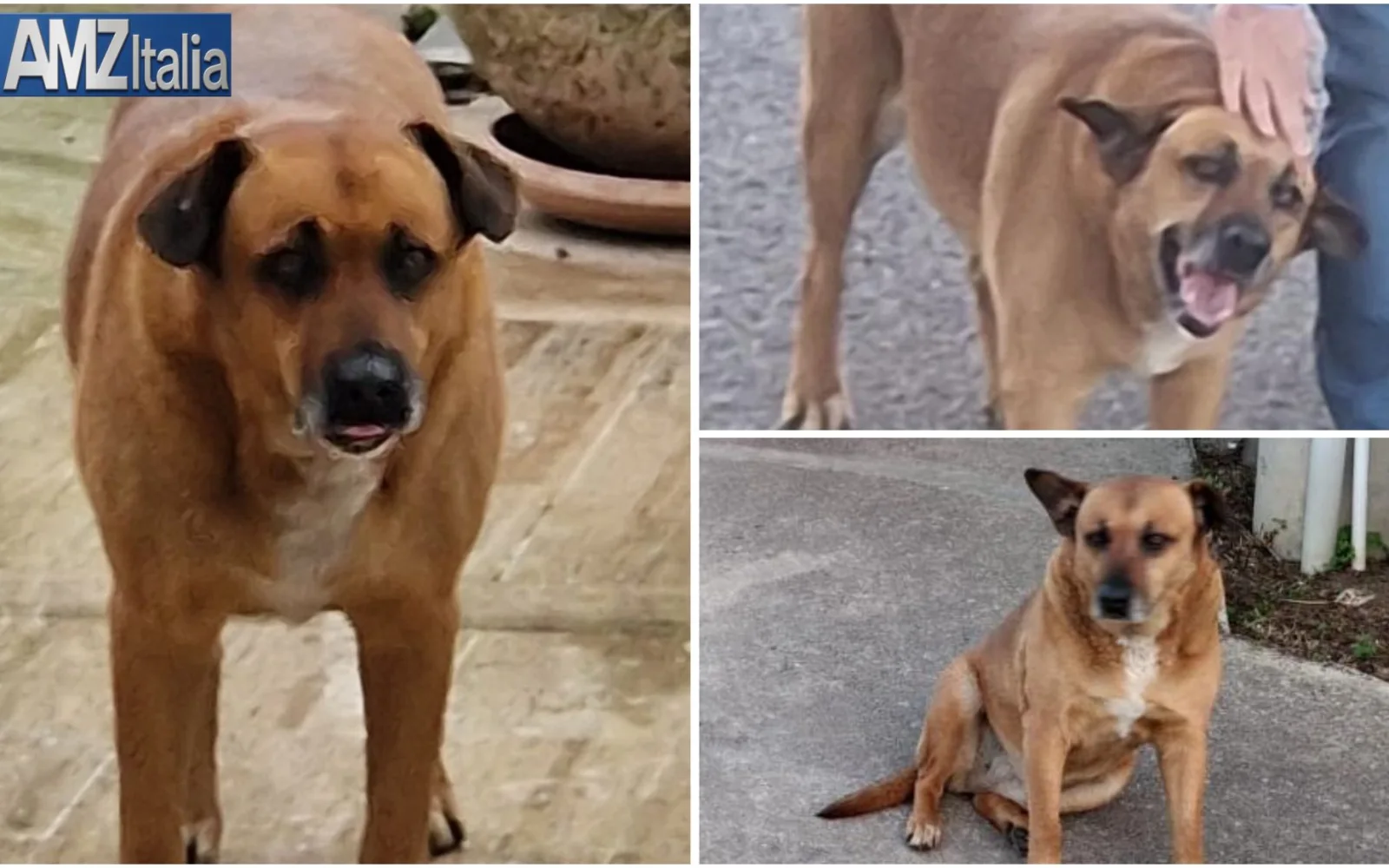 Richiesta di chiarimenti e intervento urgente sul caso del cane di quartiere “Nocciolina” ad Alcamo