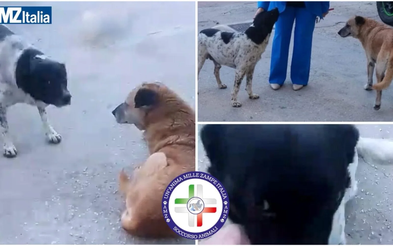 Appello, due cani di quartiere scomparsi in via Maria del Riposo ad Alcamo
