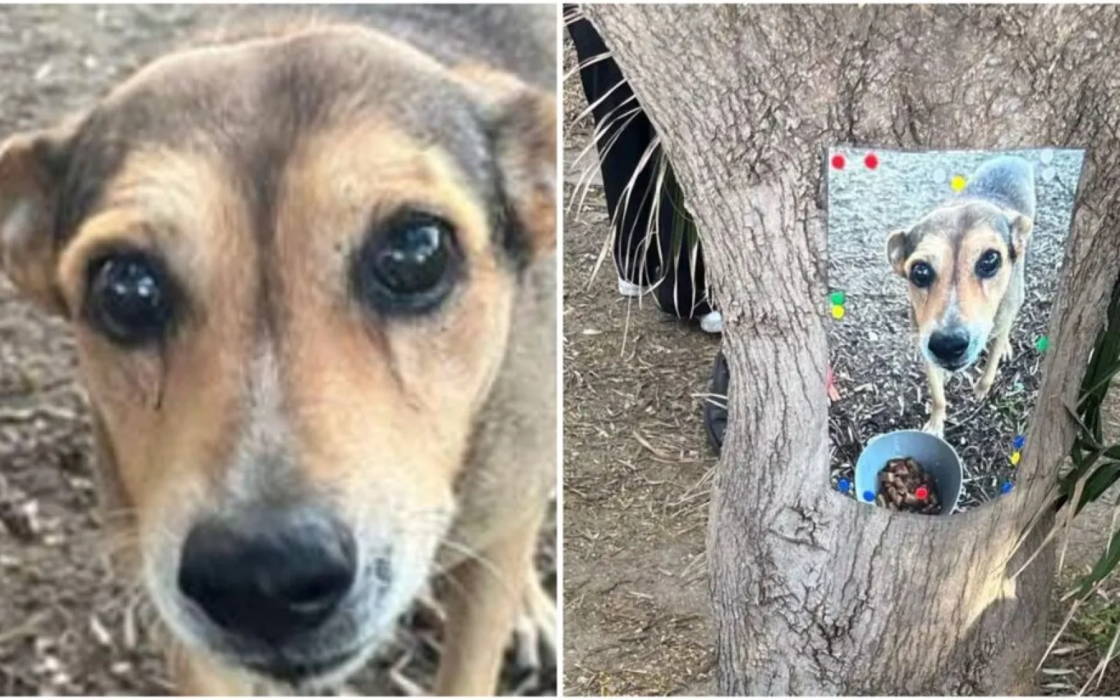 Siracusa, uccisa la cagnolina Timida, due persone denunciate dai Carabinieri