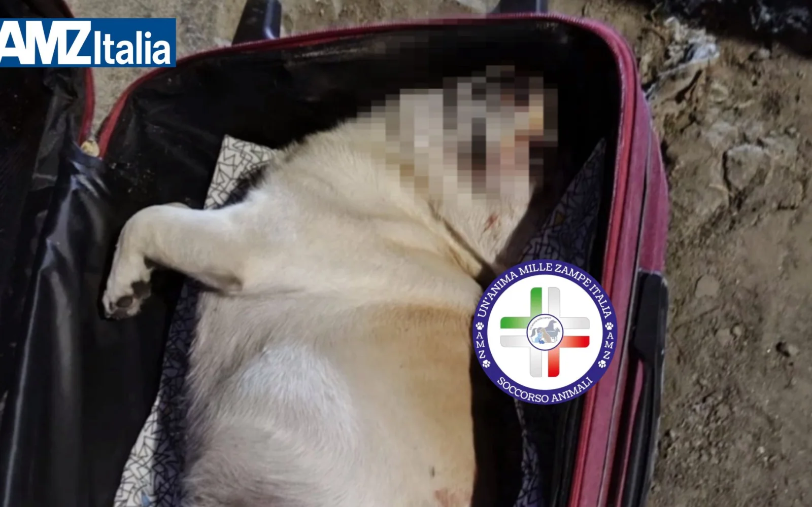 Orrore a Messina, cane ritrovato morto in una valigia, si cerca l’autore del gesto crudele