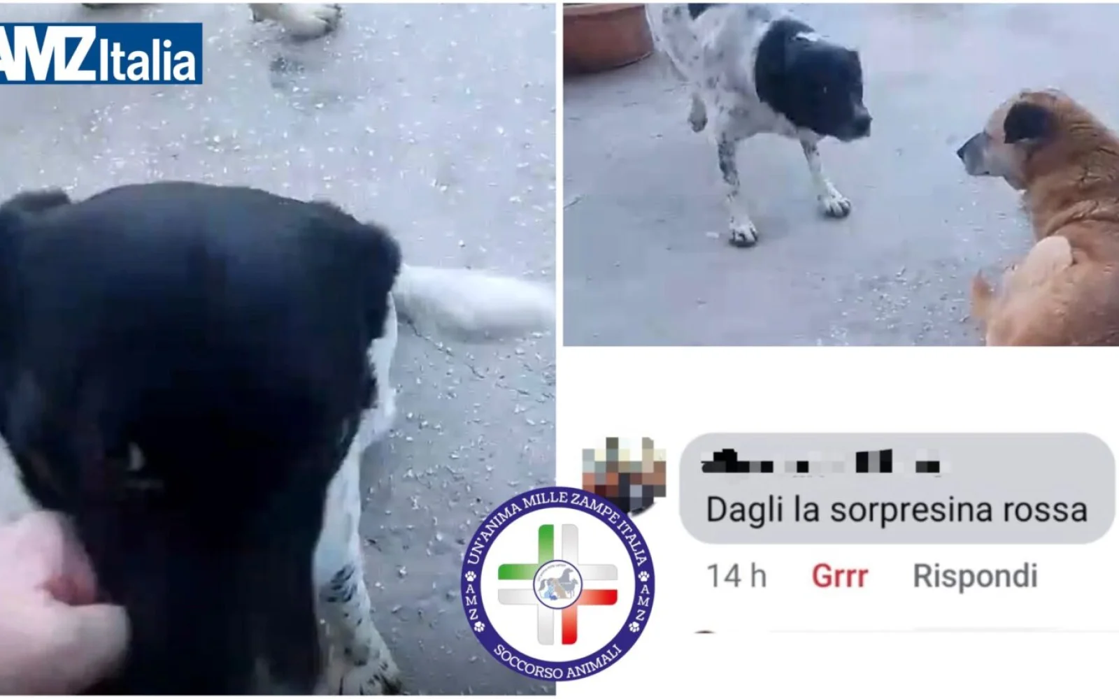 Alcamo, gattina sbranata da un cane: l’associazione denuncia istigazioni alla violenza online