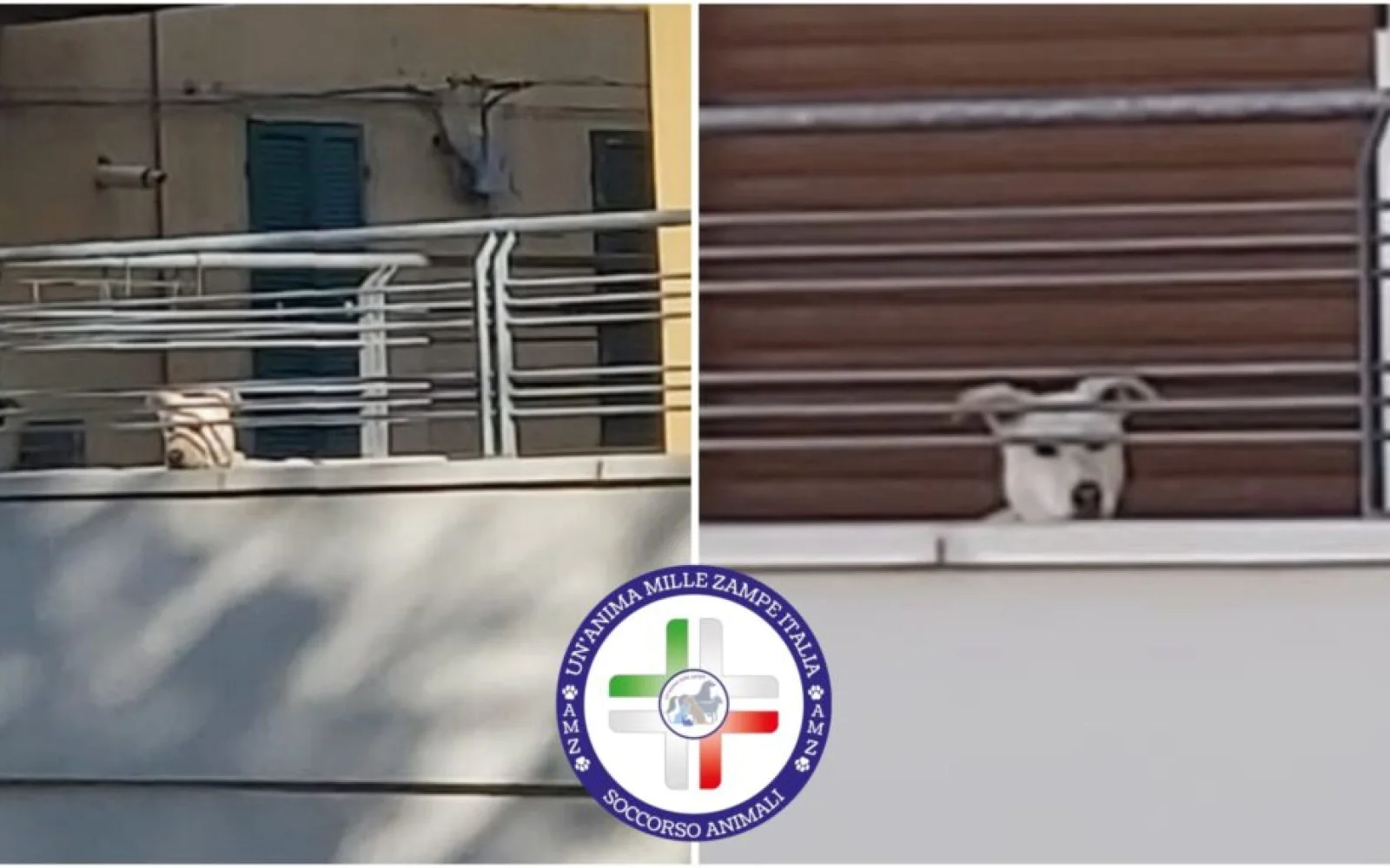Sambuceto (CH), cagnolina abbandonata per 8 anni sul balcone, salvata dopo una lunga procedura (VIDEO)