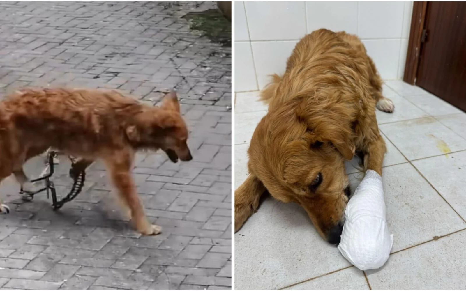 MIA, vittima del bracconaggio a Bivona, una lunga sofferenza e rischia l’amputazione della zampa (VIDEO)