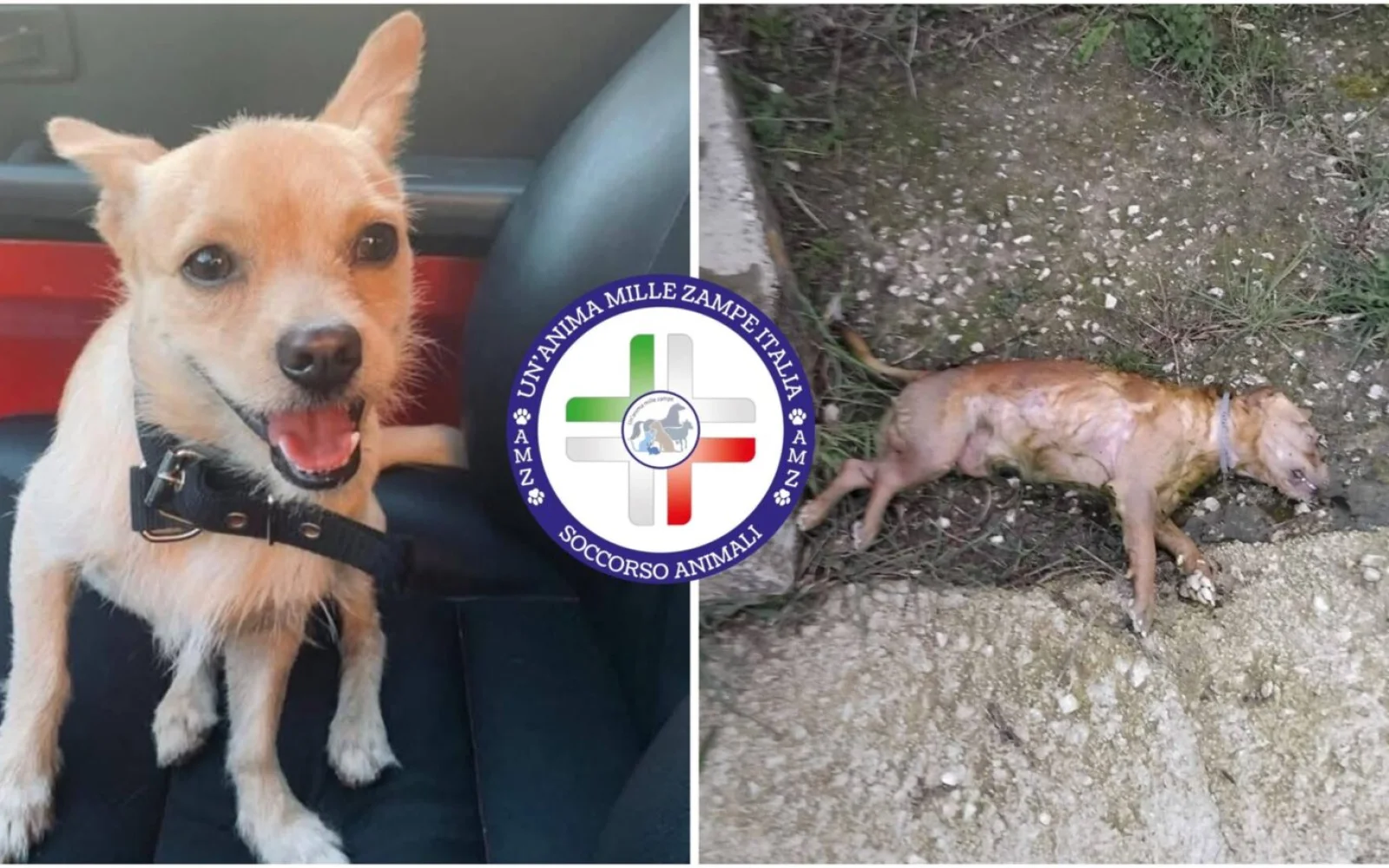 Orrore a Blufi (PA): Braian cagnolino torturato, scuoiato e ucciso. Il dramma dei padroni (VIDEO)