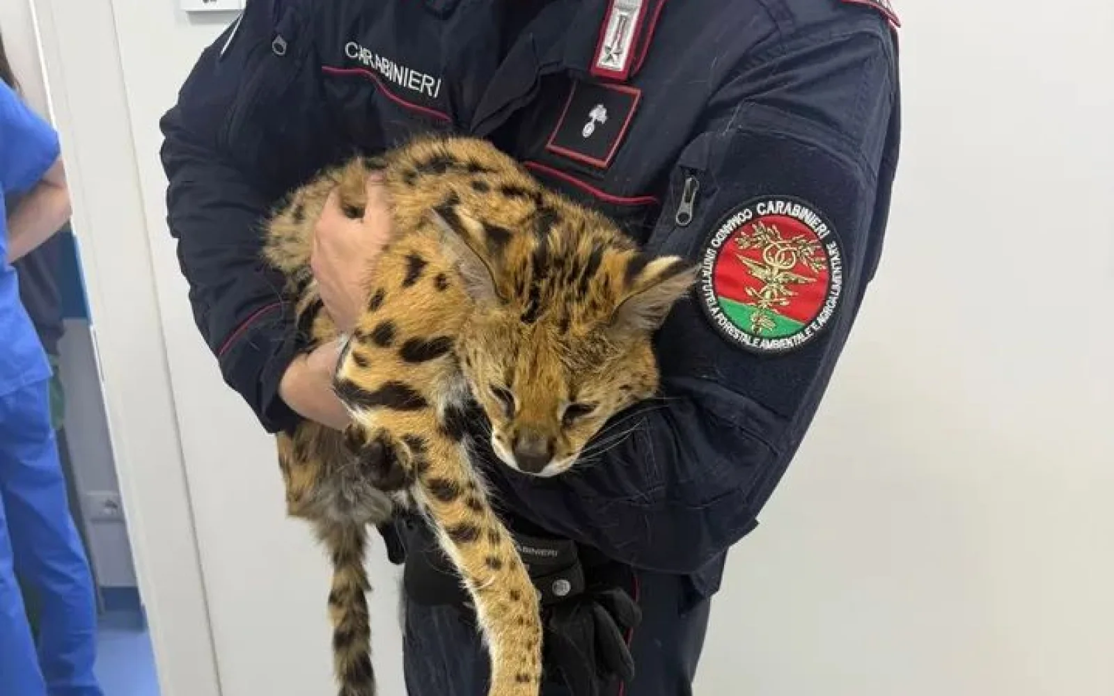 Felino esotico trovato nel Milanese: intervengono Forestali e veterinari