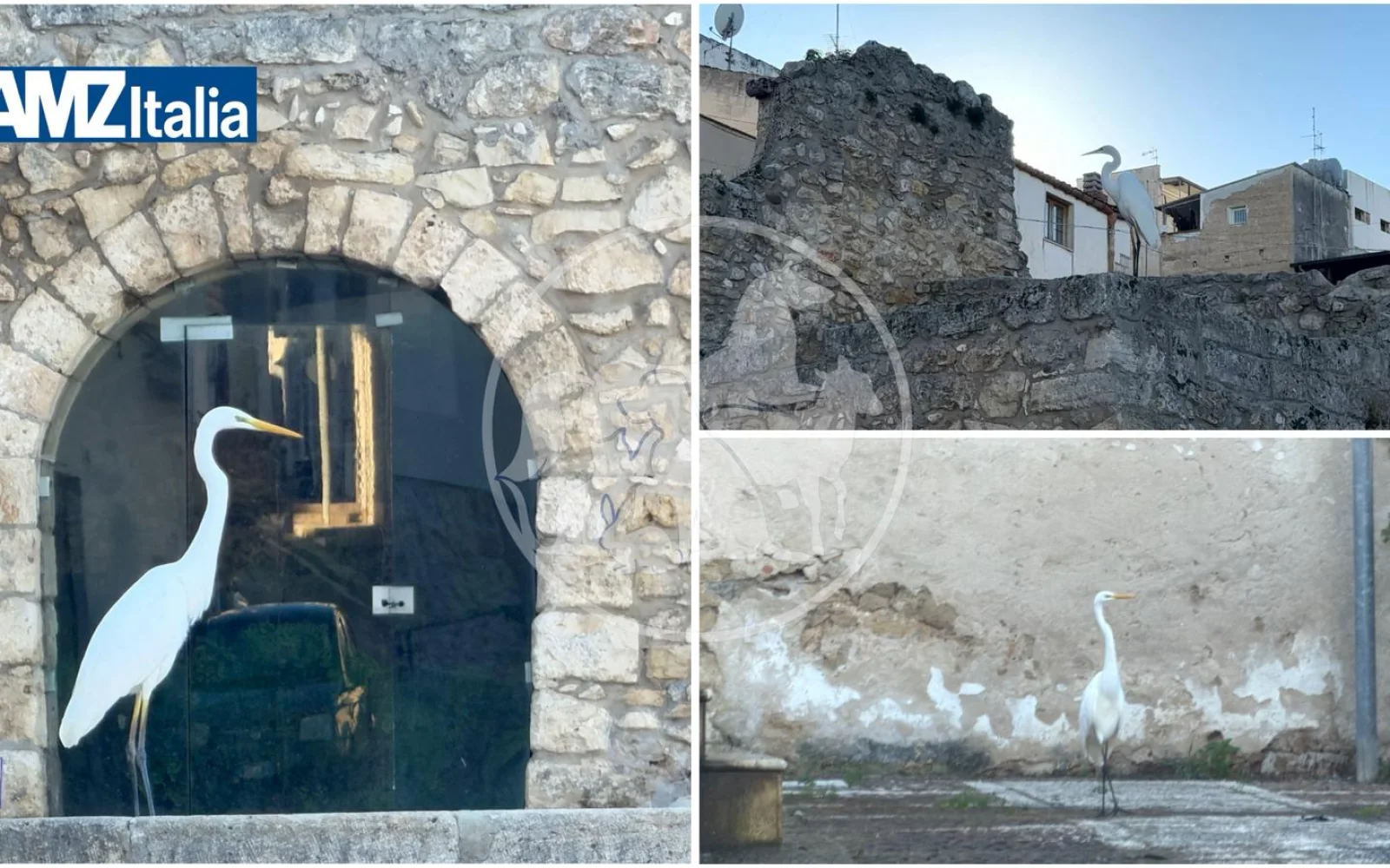 Un ospite elegante alla Fontana Araba di Alcamo: l’Airone Bianco Maggiore (VIDEO)