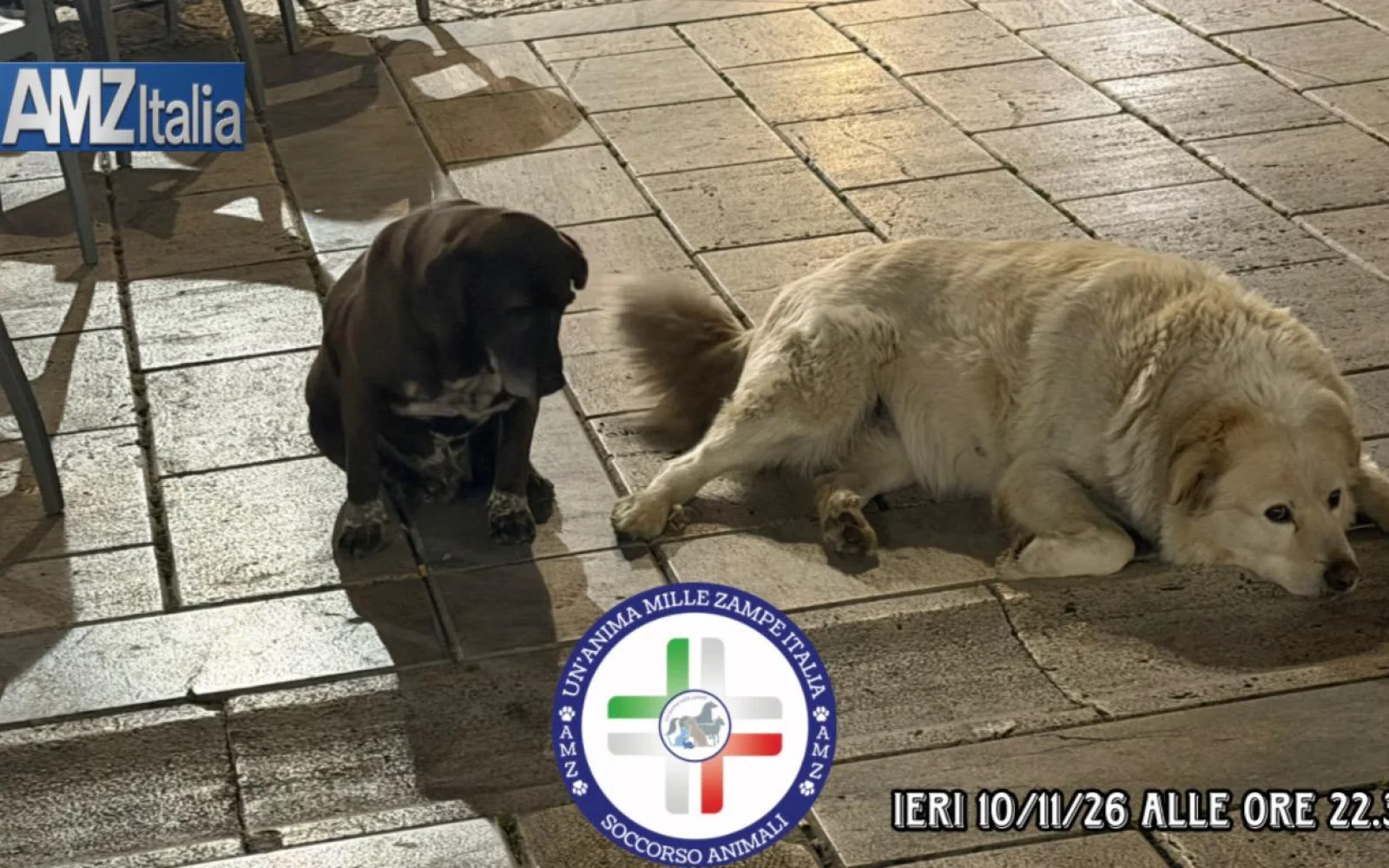 Alcamo, incontro notturno in Piazza Ciullo: Malibù e Nerino senza Nocciolina. Oggi la manifestazione al Rifugio Sanitario
