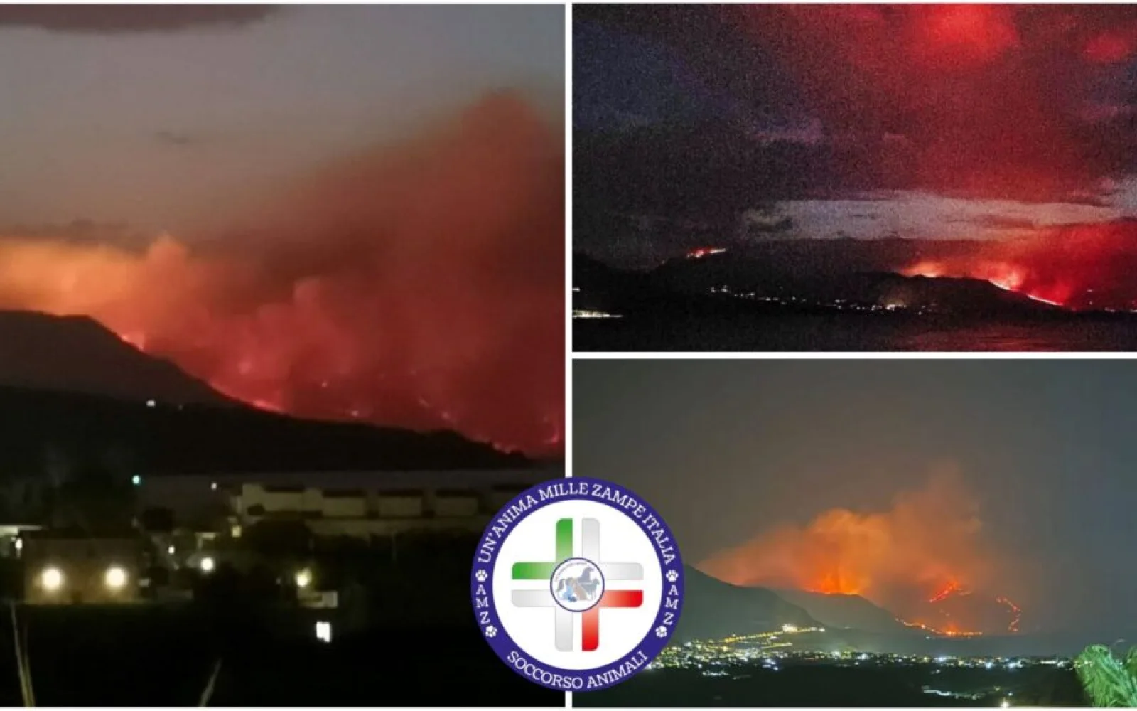 Emergenza incendi in Sicilia, la natura brucia, la fauna scompare (VIDEO)